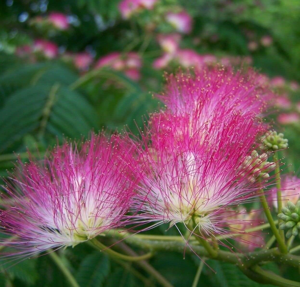 5 Mimosa Trees (Pink Persian Silk Trees) 1224" Tall