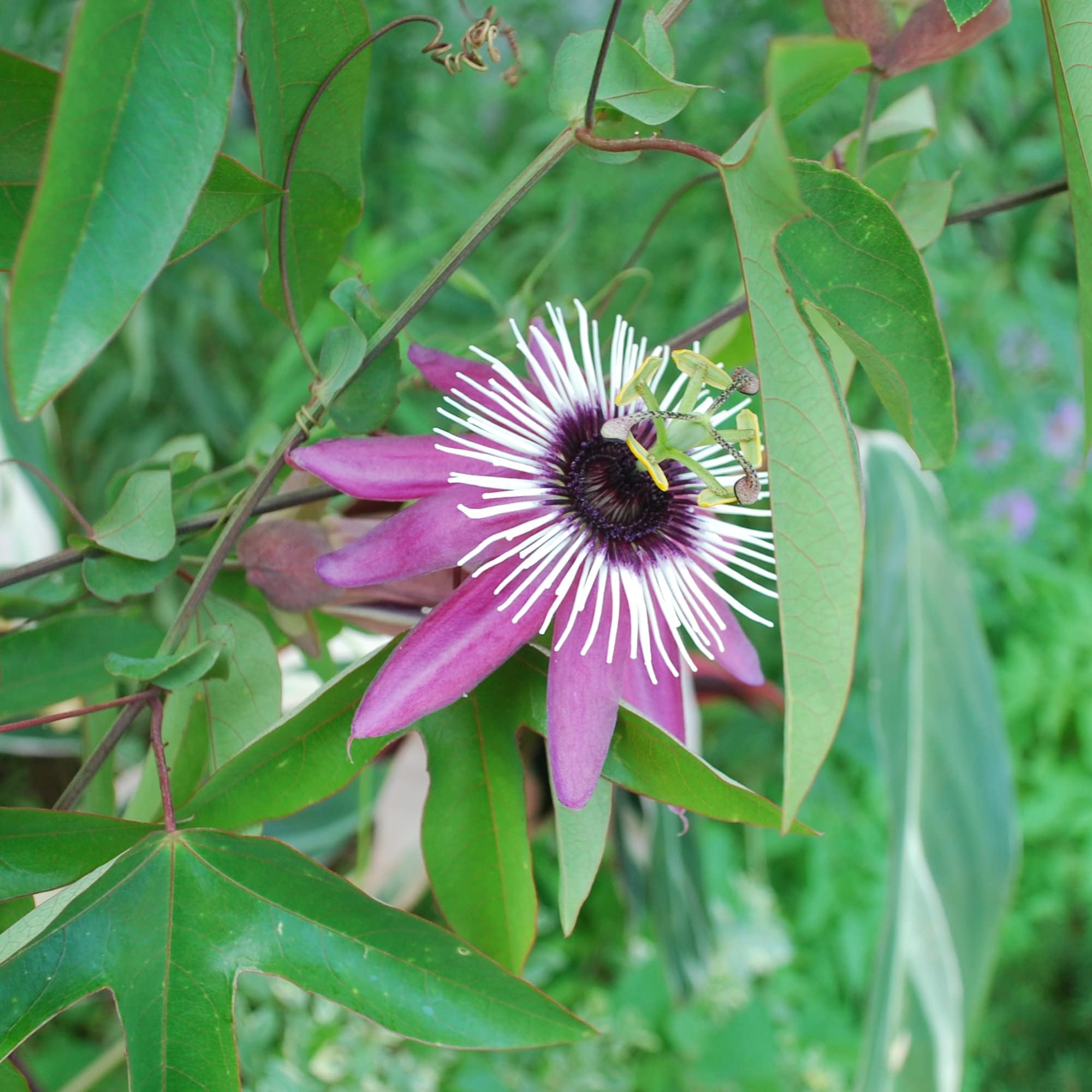 Passiflora violacea Victoria Passion Flower Variety | Outdoor Climbing Garden Plant in 9cm Pot