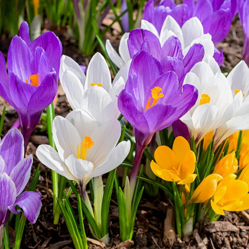 YouGarden Crocus Species Mixed, 60 x Bulbs