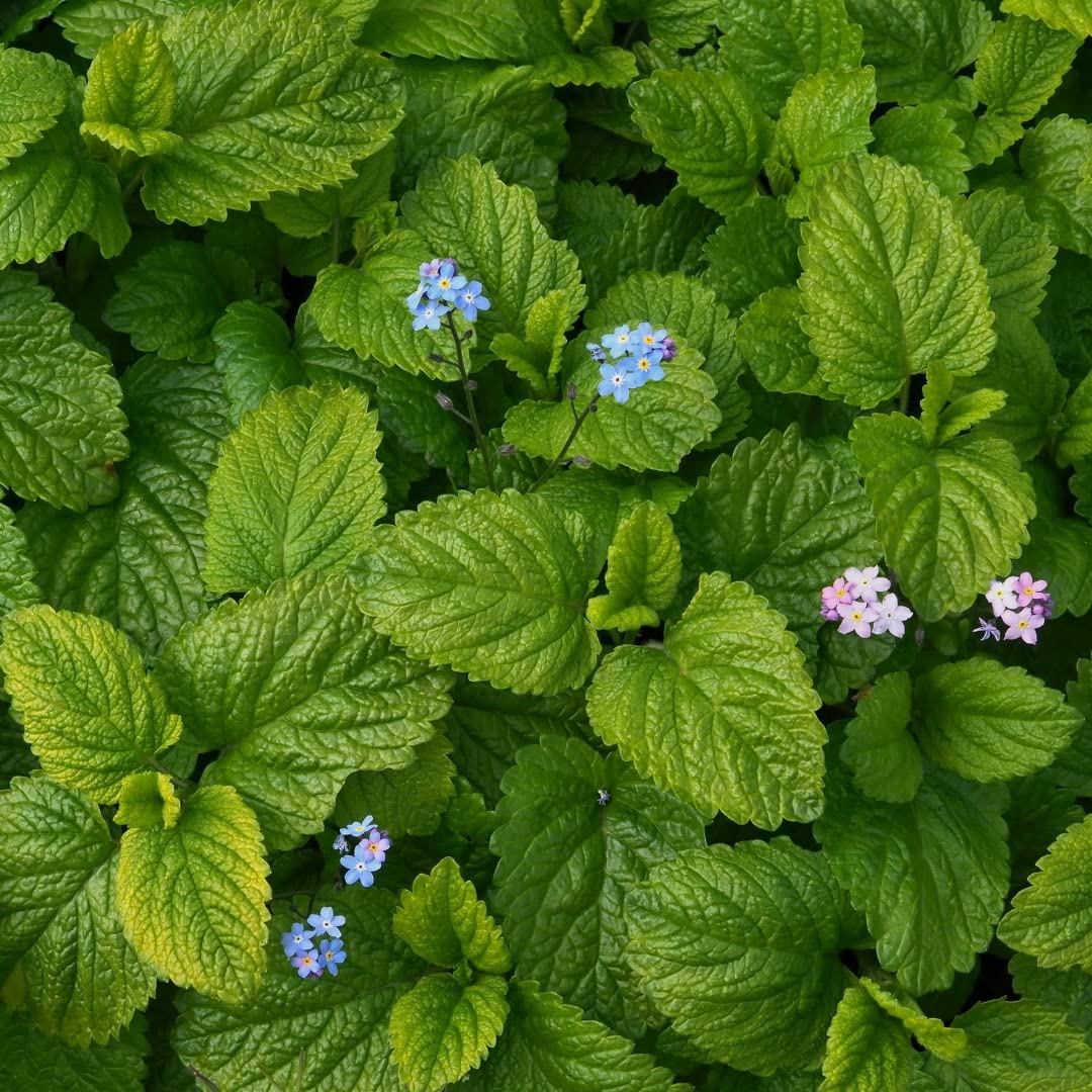 Lemon Balm Seeds | Open Pollinated Non GMO | Pack of 50+ Seeds | Herbs (B0B1X2NG2G) Amazon Price History, Amazon Price Tracker