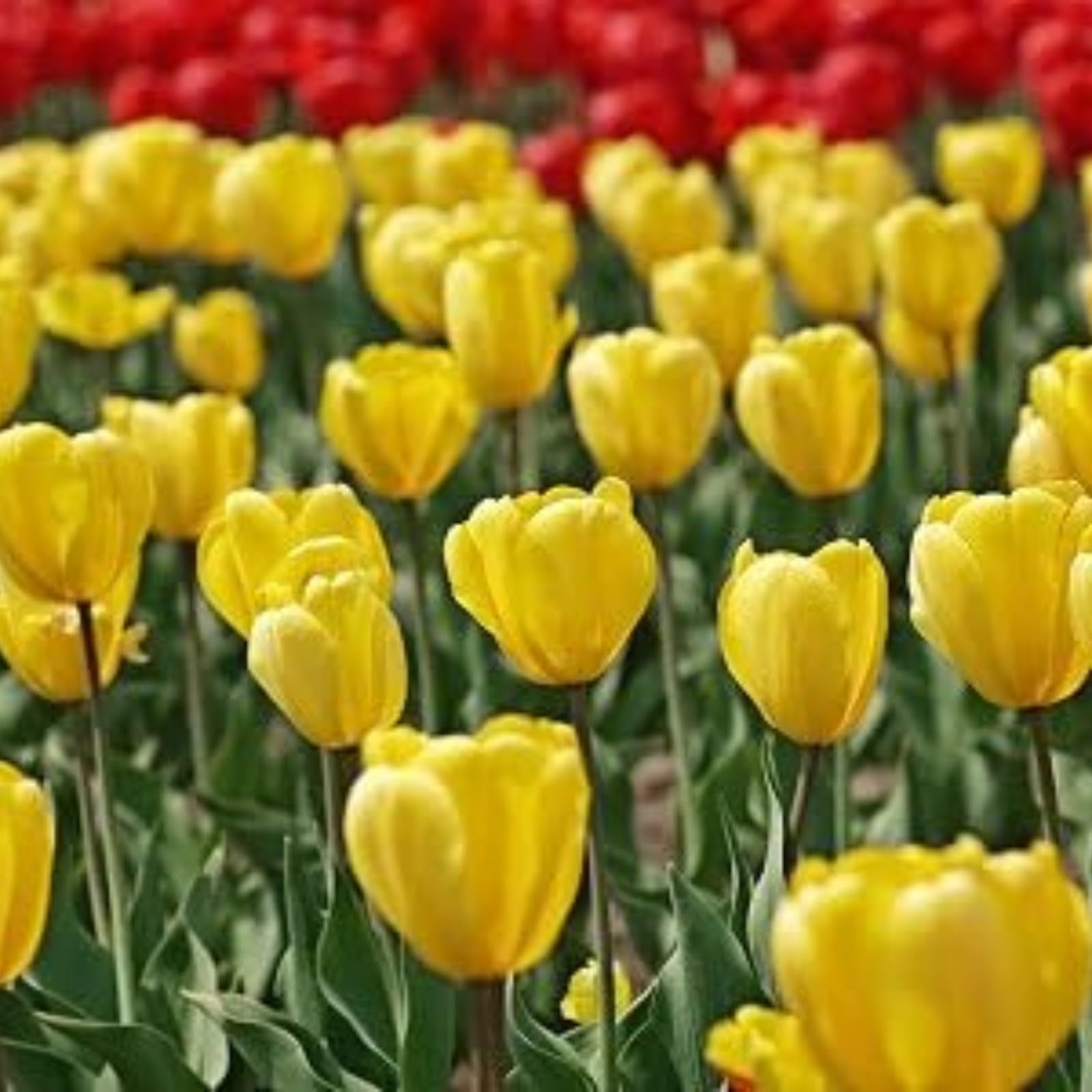 Tulip Bulbs for Planting Now UK Ornamental Perennial Excellent Display Plant Bulbs Greening Flower Good for Containers Natural Organic Easy Plant Perennial-3Bulbs-J