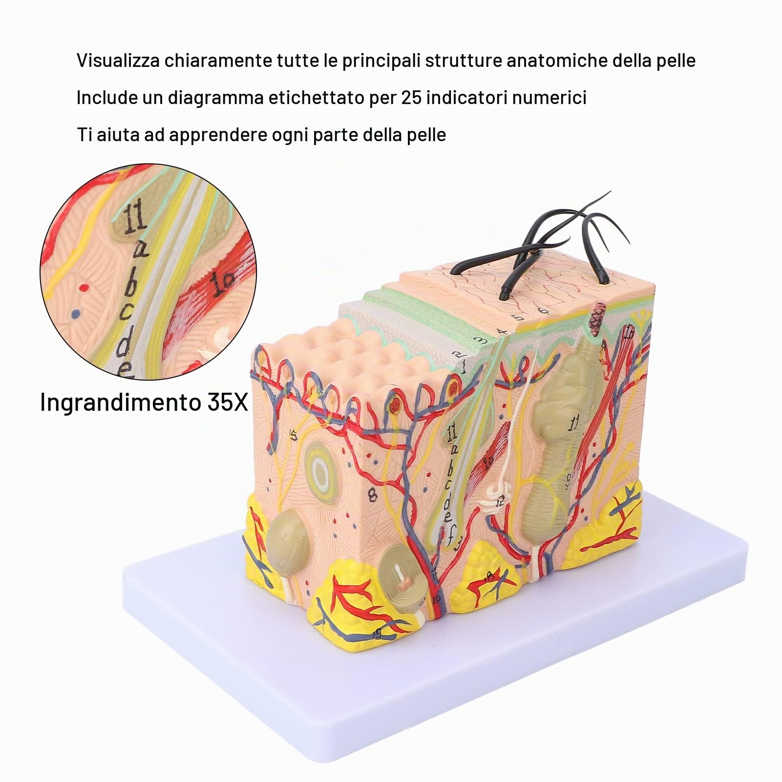 Modello di Pelle, Struttura della Pelle Umana Ingrandita 35X Modello Anatomico Modello di Pelle Ingrandita 3D per Display di Studio in Aula di Scienze Modello Medico di Insegnamento