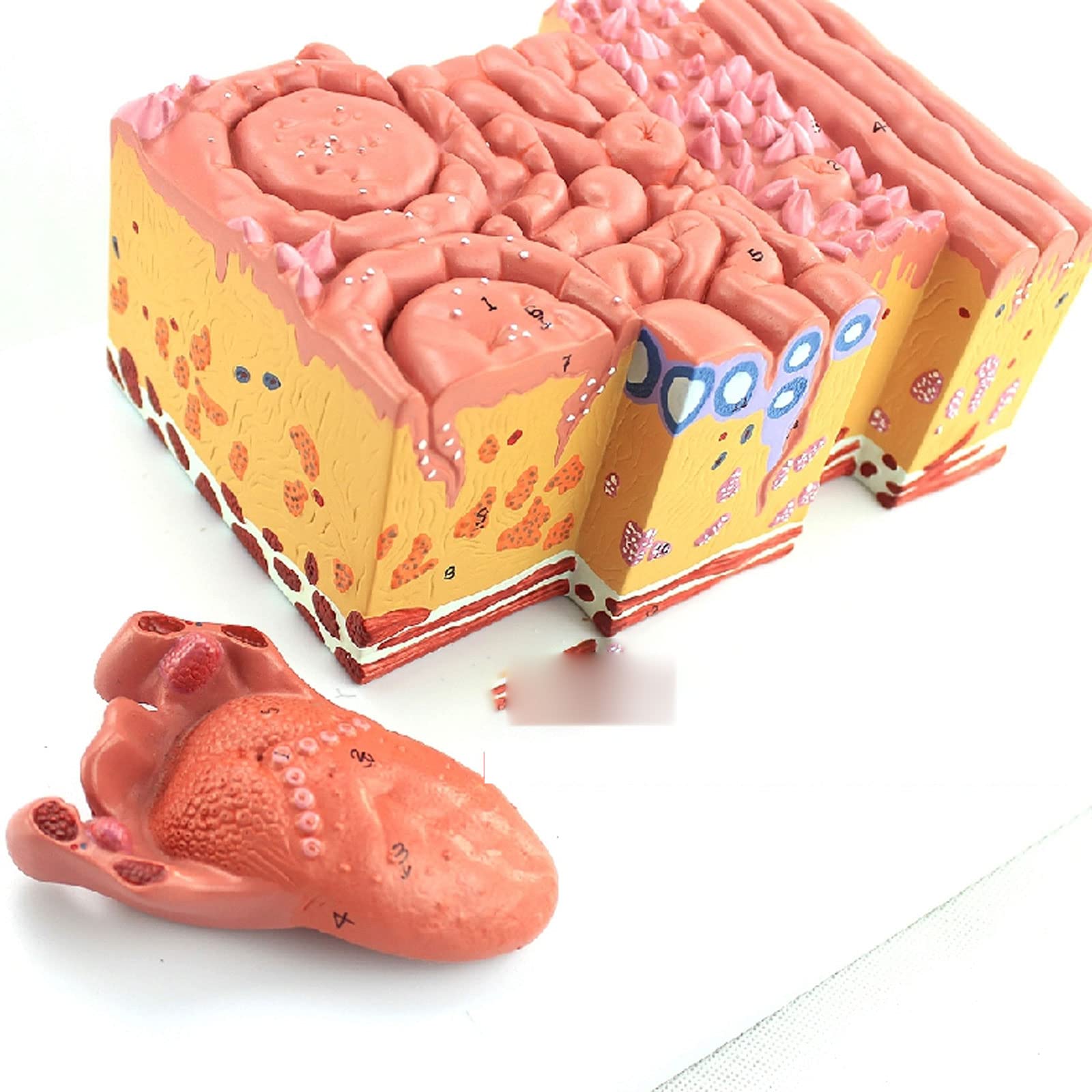 Modelo De Anatomía De La Lengua Humana Recubrimiento De La Lengua Lengua Papila Palas Gustativas Enseñanza De Gastroenterología Oral