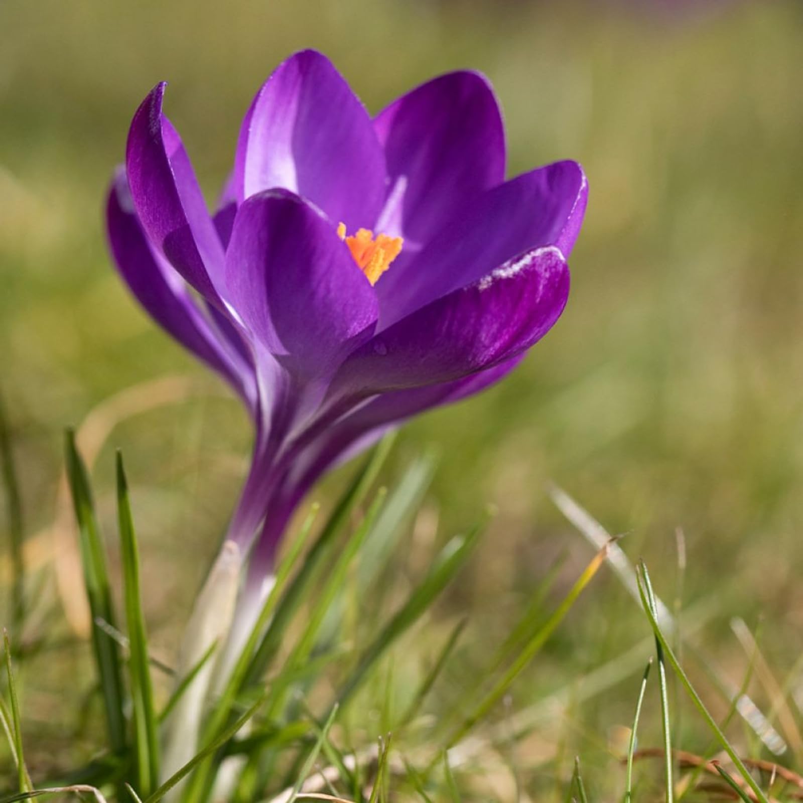 Carbeth Plants - 25 x Crocus Ruby Giant Spring Bulbs - Purple Early Flowering Spring Perennials - UK Hardy Low Maintenance Pollinator Friendly - Grow in Beds, Borders and Patio Pots