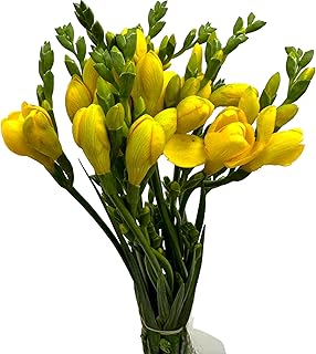 19 Scented Yellow Freesia Fresh Cut Flowers for Home Decor Birthday Anniversary Healing Sympathy Friendship and Love Gifts