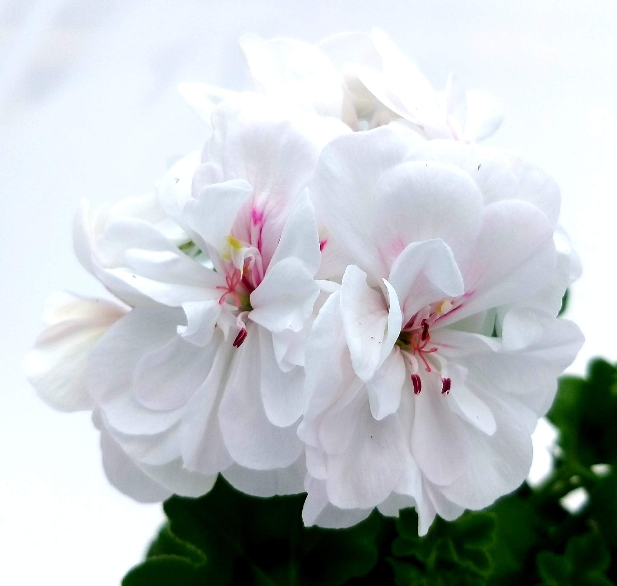 POWERS TO FLOWERS - GERANIO EDERA DOPPIO "HERCULES", PELARGONIUM, 6 PIANTE VASO 14, ROSA-BIANCO-ROSSO, piante vere