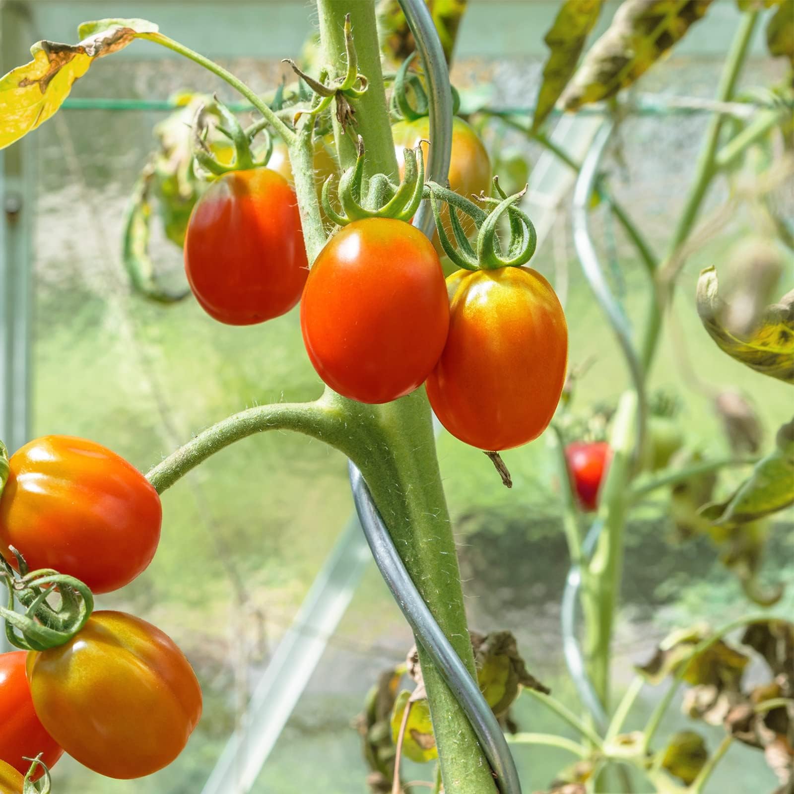 KARAT Tomatenspiralstäbe - 180 cm Länge - 10 Stück - Tomatenstab - Spiralstab - Rankstab - Tomaten Rankhilfe - Pflanzstab aus verzinktem Stahl
