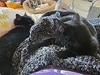 Review Image by Amazon Customer Amazon Customer