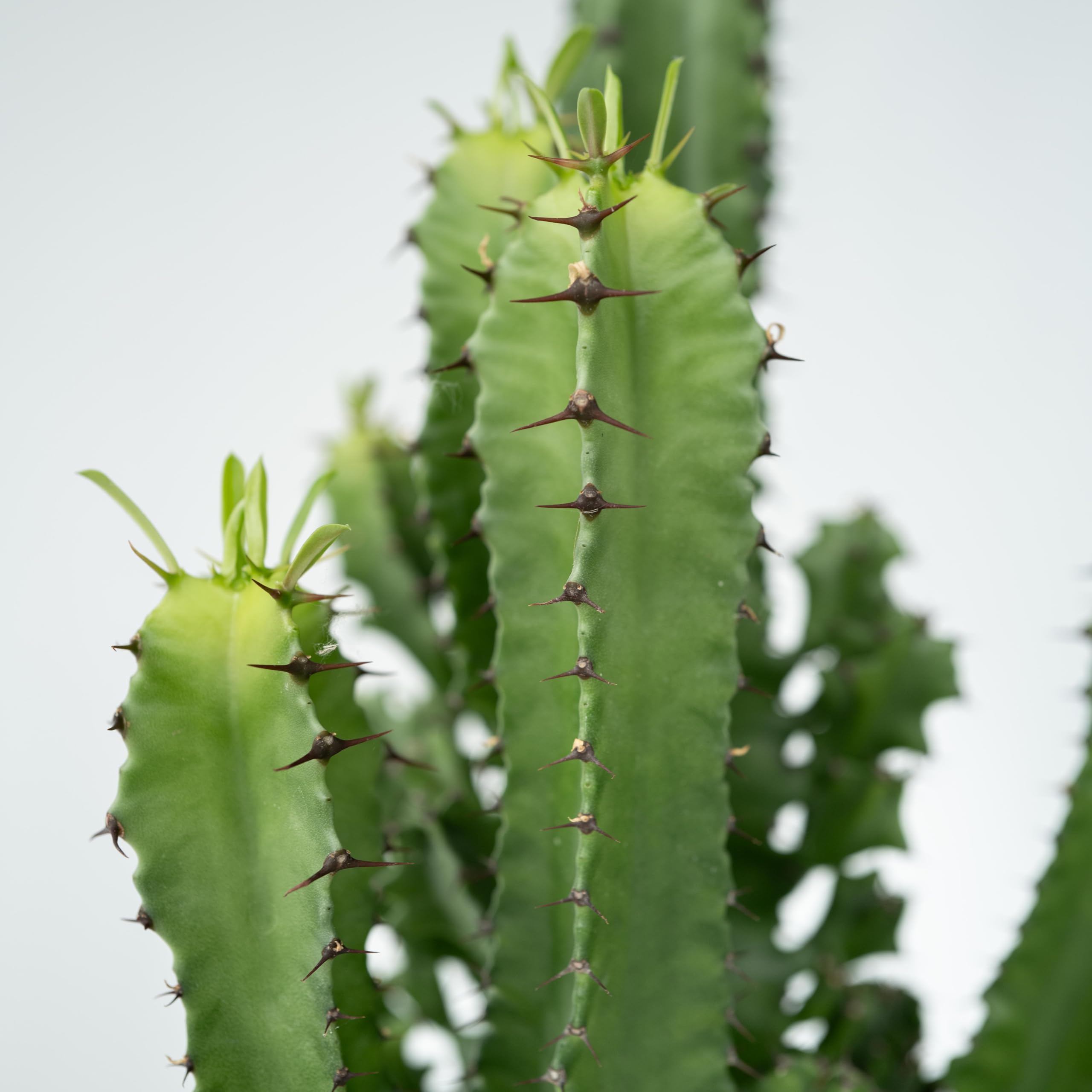 Plant in a Box - Euphorbia Eritrea - Cactus - Pianta da appartamento - Set di 2 - Vaso 17cm - Altezza 50-60cm