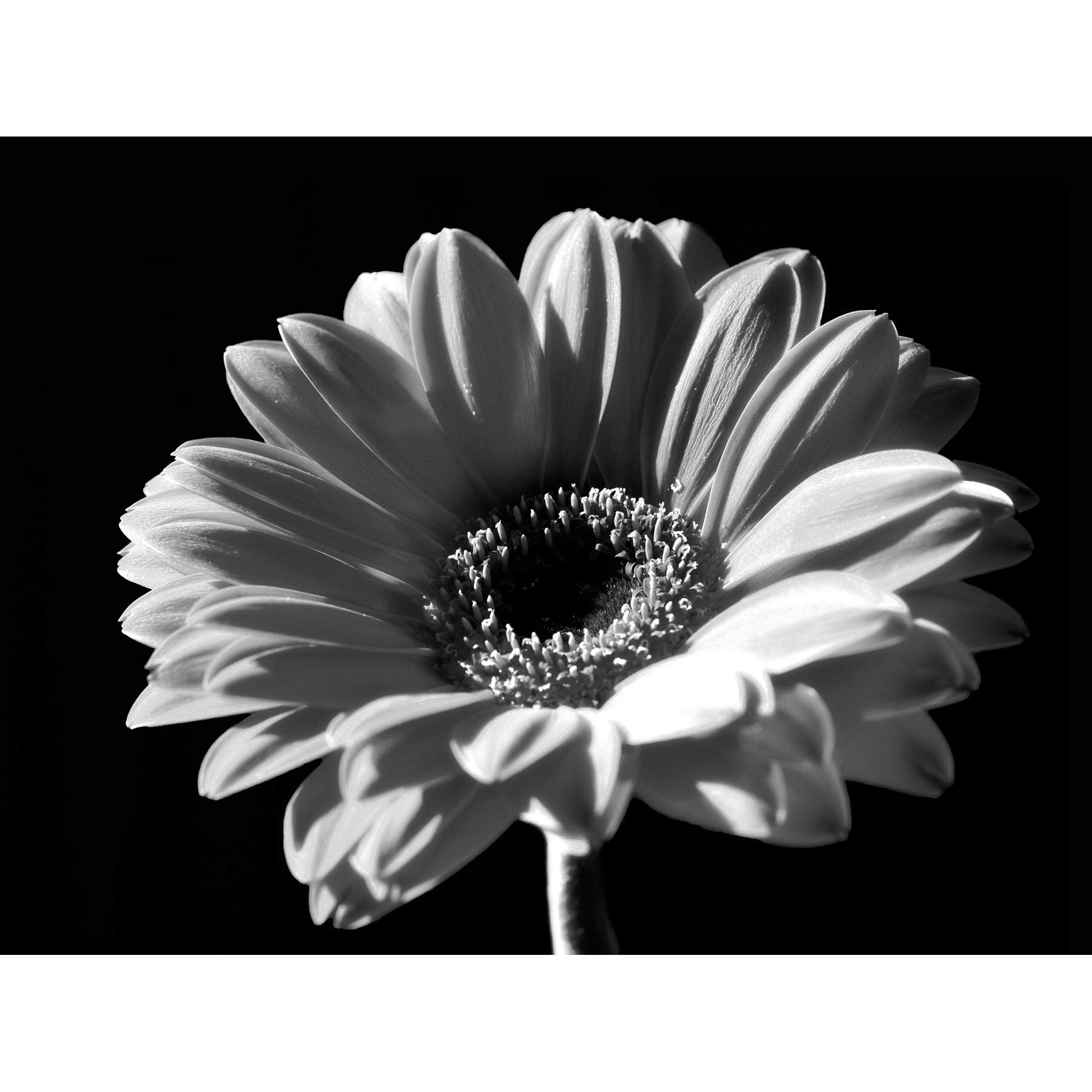 Wee Blue Coo Black White Gerbera Flower Bloom Photo Art Picture Canvas Print
