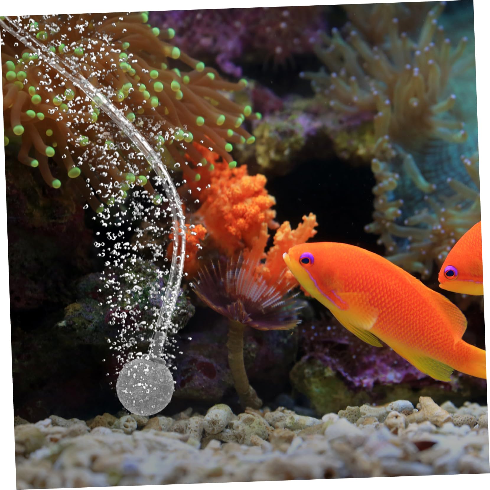 10 Pièces Diffuseur Bulle Air D'aquarium Pompe à Air pour Aquarium Fabricant De Bulles D'aquarium Diffuseur d'air d'air Oxygène D'aquarium Qipanshi Pierre à Bulles