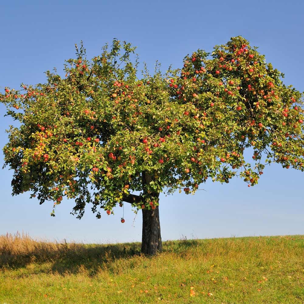 Brighter Blooms Honeycrisp Apple Tree