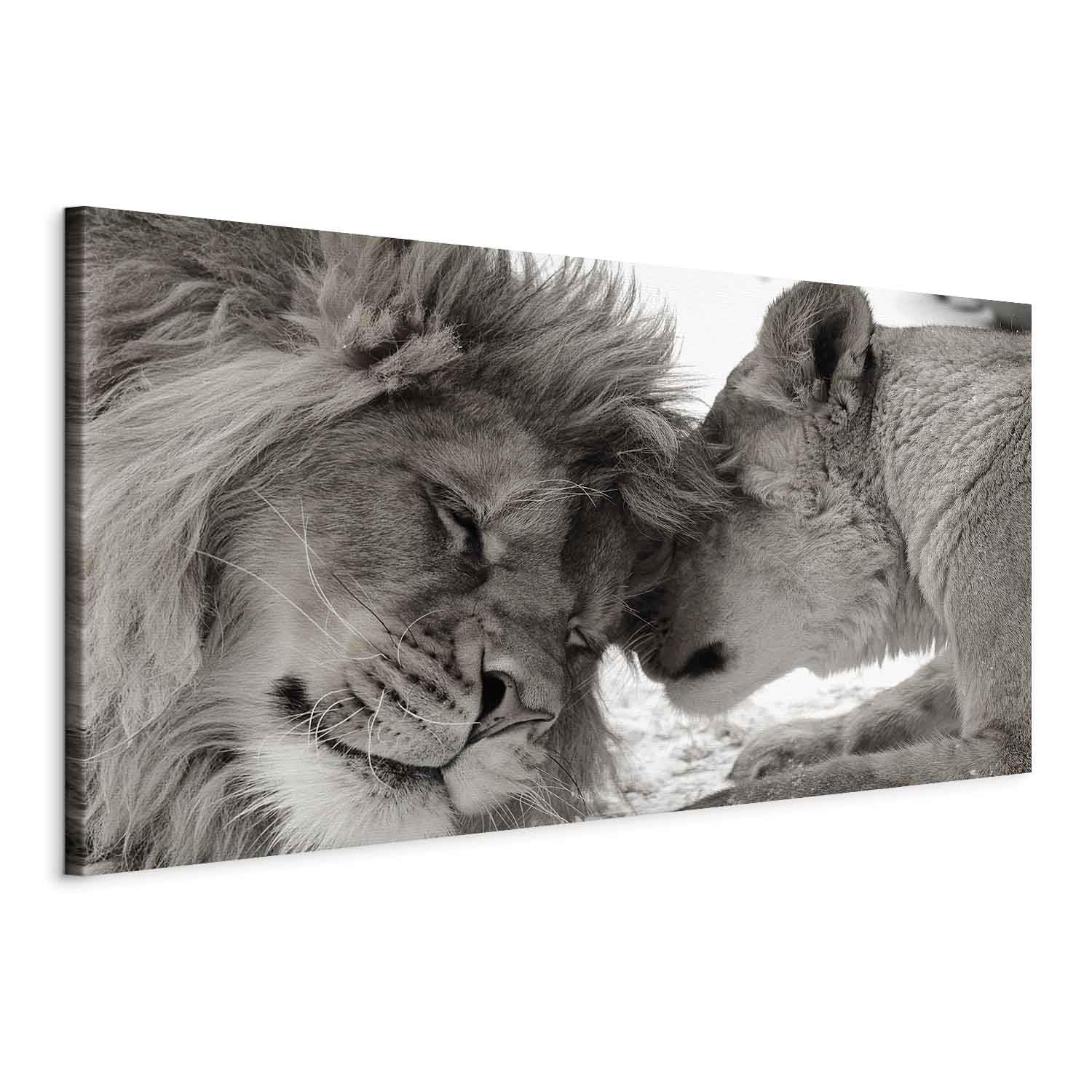 B&D XXL - Leinwandbild Liebe Afrika Tier, Schlafzimmer, Wohnzimmer, modern | Hochwertige Leinwand, sofort aufhängbar, ideal fürs Wohn- oder Schlafzimmer, wasserfest und lichtecht, langlebig, stilvoll