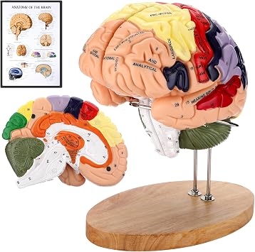 Human Brain Model, 2X Life Size Brain Anatomy Model, 4-Part Magnetic Detachable Brain Model with 131 Laser-Engraved Brain Structure Labels for Neuroscience, Psychology & Medical Education
