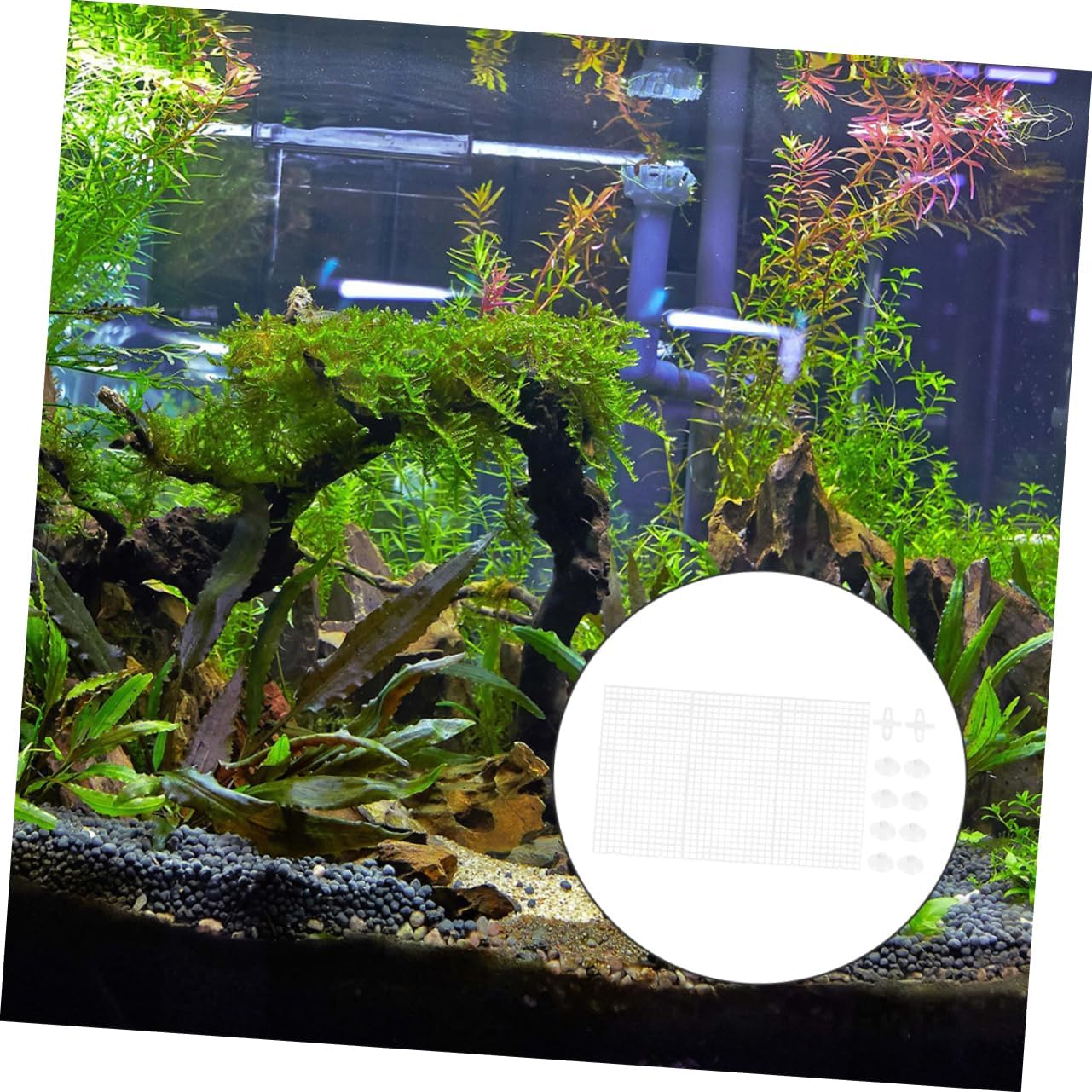 1set Aquarium Divider Plate Fish Tank Isolation Cups High-Transparency Partition for Fish Separation and Water Management