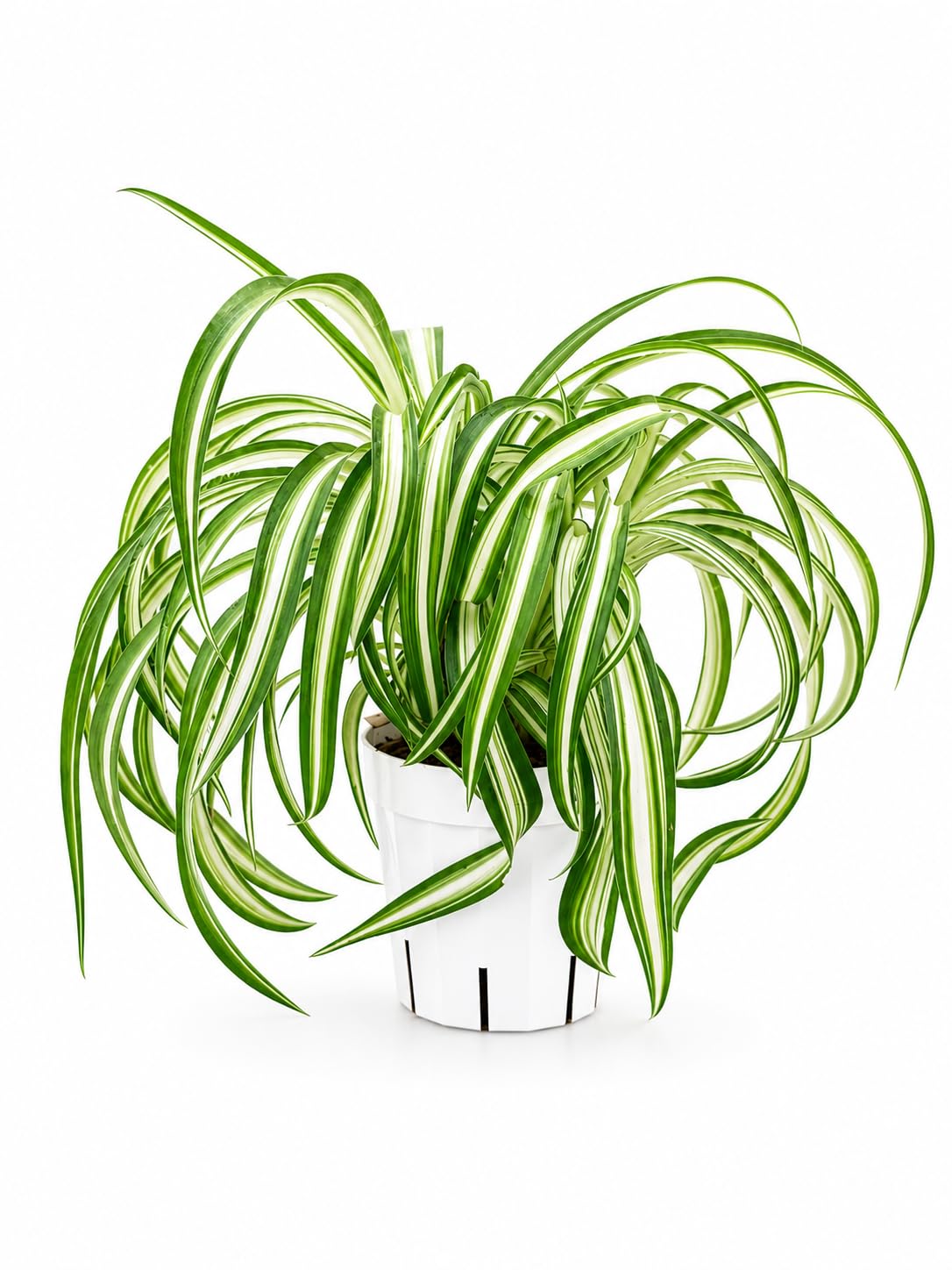 Curly Spider Plant Bonnie, Live Indoor Plant, Variegated Spider Plant Live, Spiderplant Variegated Houseplant, Pet Friendly Plant, Low Maintenance Spider Plants Live House Plants