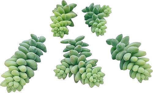 Miniatura 5 de Esquejes de suculentas vivas (3 colas de burro Sedum Morganianum), plantas suculentas vivas, plantas suculentas sin raíces, plantas de interior