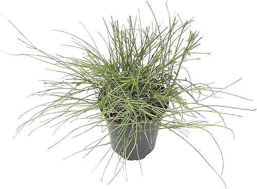 Planta petardo I Plantas de tamaño grande de 3 galones I Russelia Equisetiformis I Flores tubulares rojas vibrantes, colibrà atractivas, tolerantes Planta petardo I Plantas de tamaño grande de 3 galones I Russelia Equisetiformis I Flores tubulares rojas vibrantes, colibrà atractivas, tolerantes