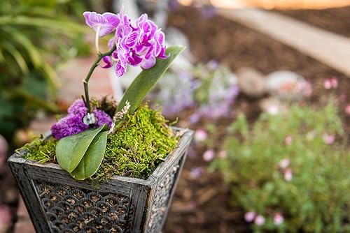 Miniatura 3 de Lámina de musgo preservado SuperMoss, fresco, verde y húmedo