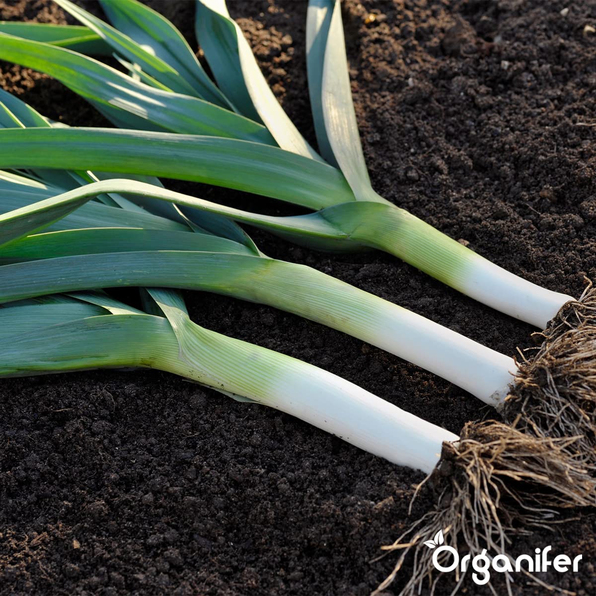 Paquetes De Semillas De Hortalizas | Semillas De Huerta - Semillas De Hortalizas - Semillas De Espinacas - Semillas De Berros - Semillas De Lechuga - Organifer