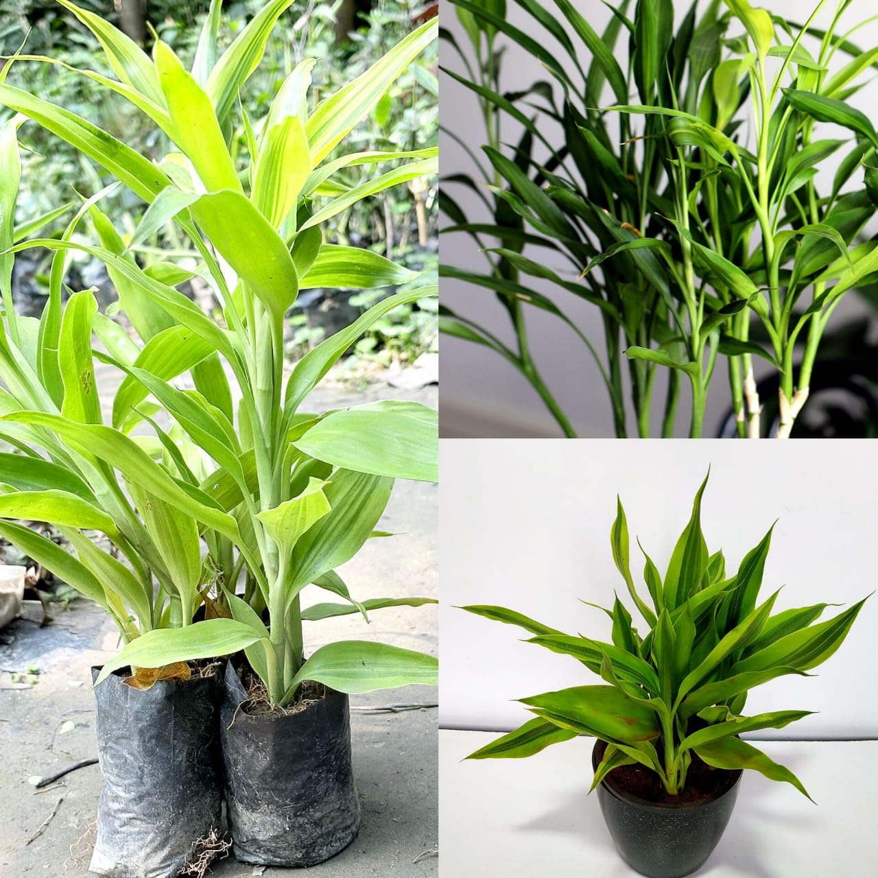 Prosperity Dracaena Sanderiana Bamboo, Feng Shui Happiness Plant (Pack of 1  healthy live plant) : Amazon.in: Garden & Outdoors