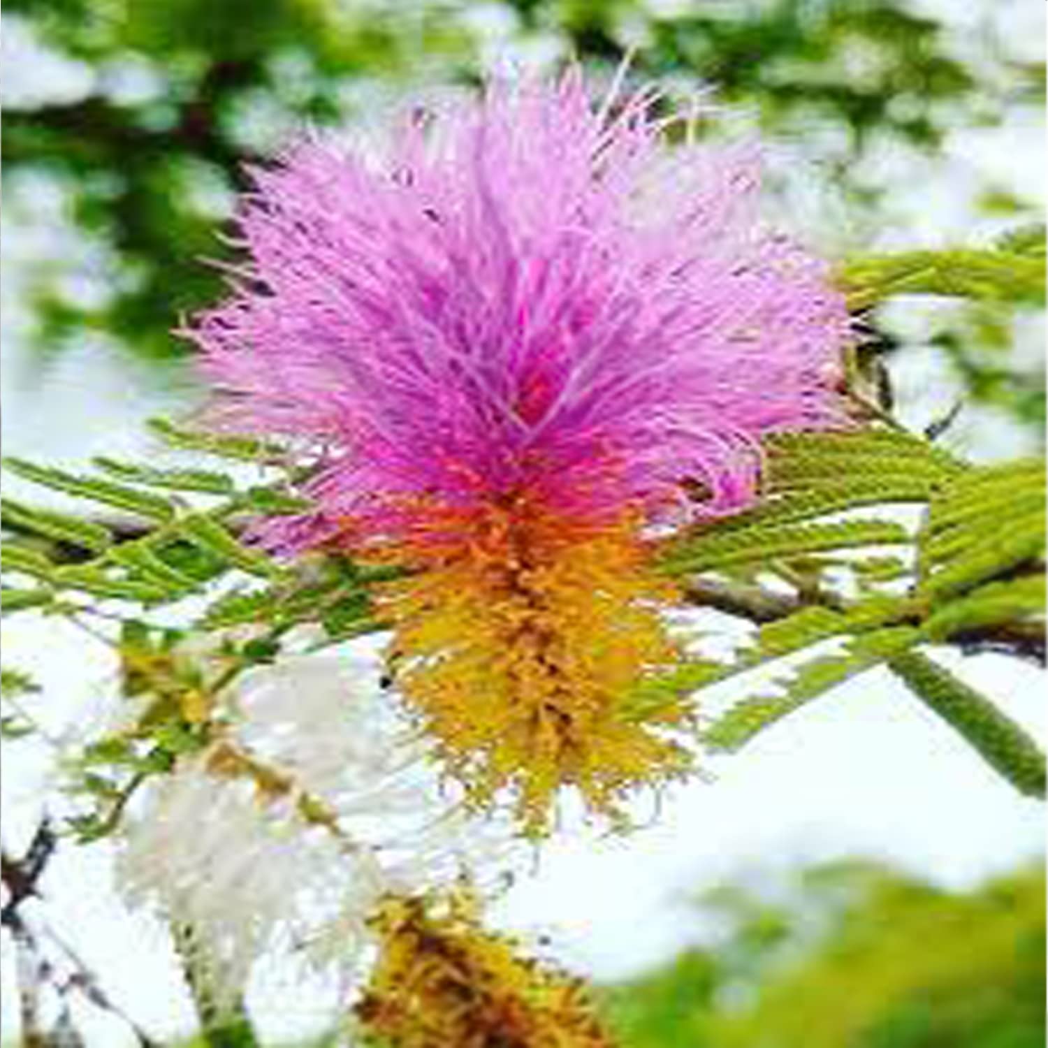 See full amazon price history chart for Seeds of Orignal Shami plant, Sacred plant, Lucky plant, Ayurvedic plant Pack of 20 seeds Seeds of Orignal Shami plant, Sacred plant, Lucky plant, Ayurvedic plant Pack of 20 seeds (B0BK8PWTQ3) Amazon Price History, Amazon Price Tracker