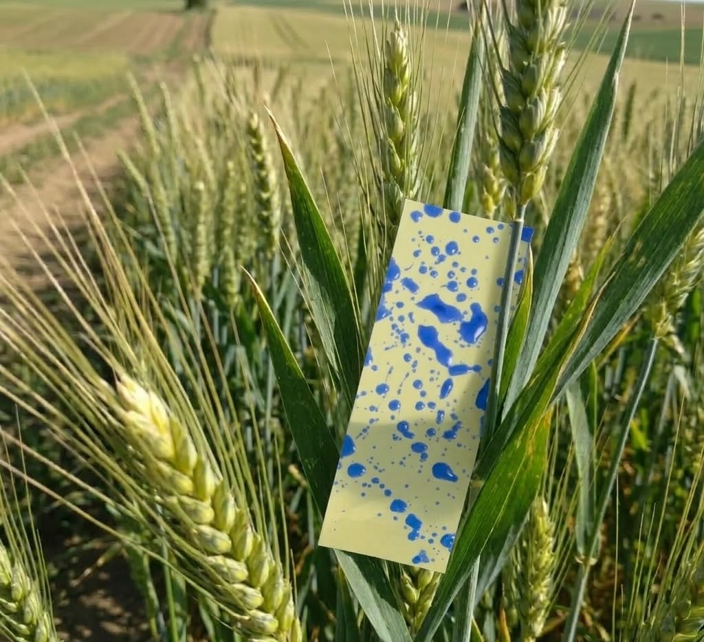 Papel Hidrosensible 76x26 mm 25 Tarjetas Control Cobertura Densidad Gotas Pulverización Agrícola