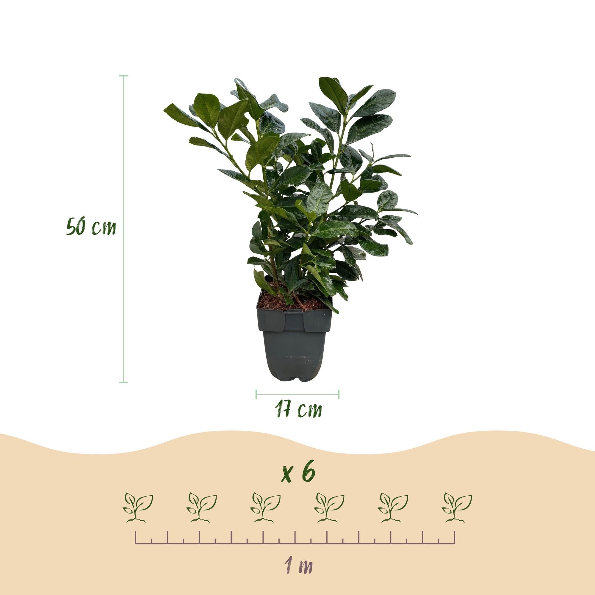 Laurocerasus Etna laur wiśniowy Prunus Laurocerasus Etna – żywopłot – zielony liść – 6 roślin – 1 metr bieżący – zimozielony – 17 cm x wys. 50 cm – szybko rośnie i jest łatwy w pielęgnacji