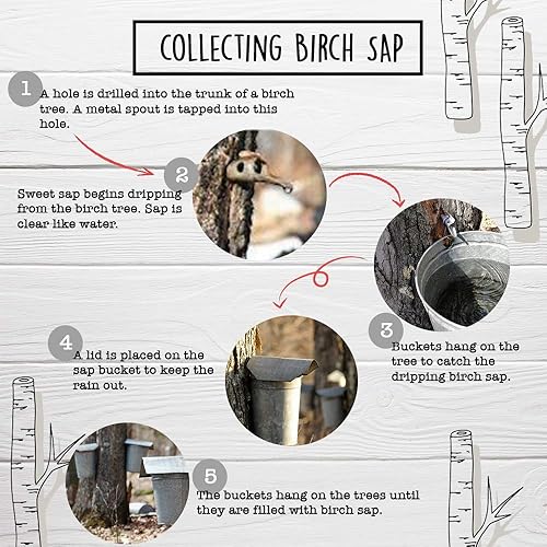 Miniatura 8 de Patz Agua de savia de abedul en tarro de 32 onzas roscado de los árboles de Wisconsin para una hidratación totalmente natural