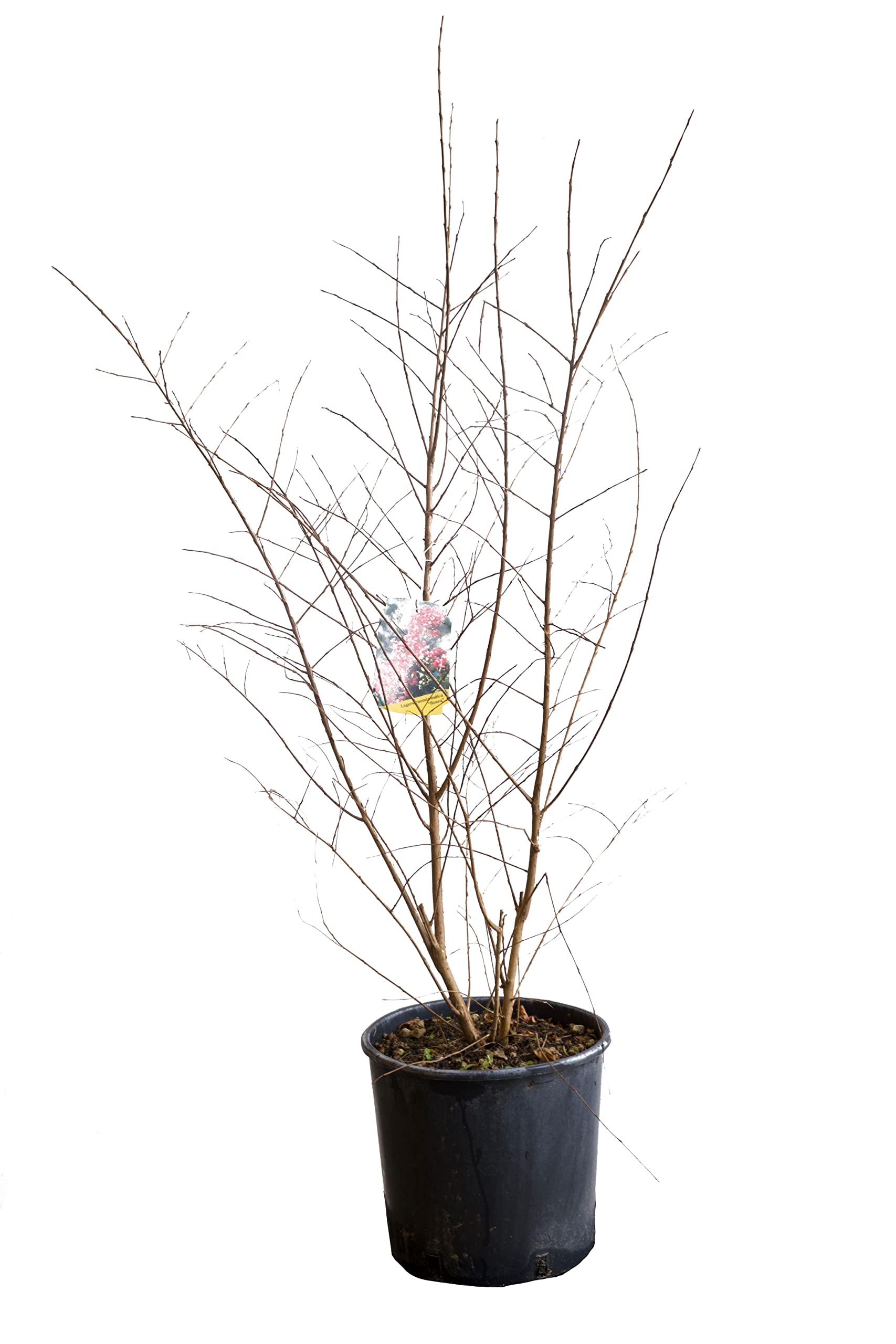 KENTIS - Lagerstroemia Indica Rose - Vraies Plantes Fleuries d'Extérieur - Plante Fleurie de Jardin - H 60-80 cm Pot Ø 24 cm