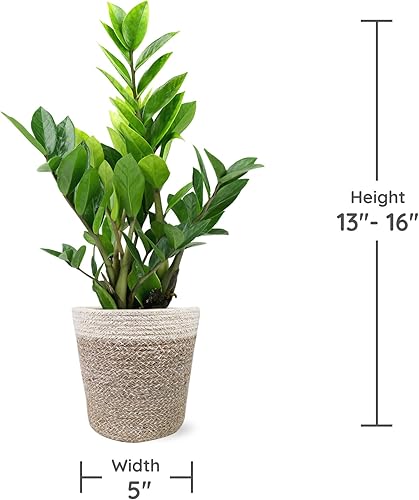 Miniatura 5 de Green Circle Growers Planta ZZ de 5" en maceta de yute crema, plantas de interior vivas, planta de interior