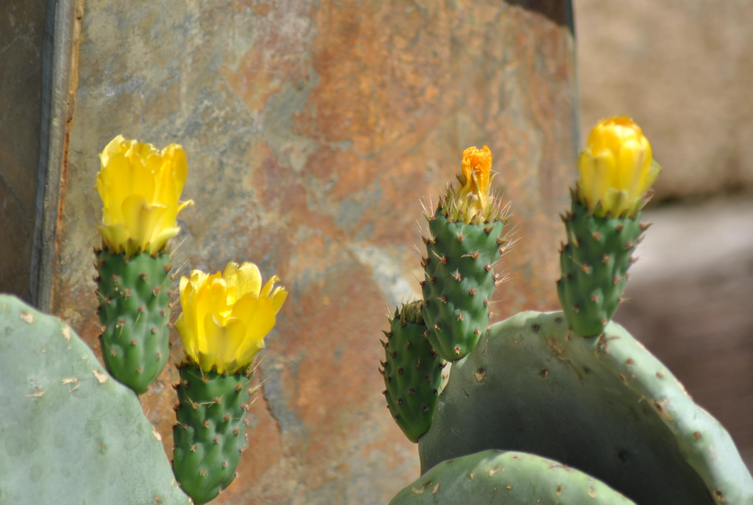 Opuntia ficus indica - Feigenkaktus - Doppelblatt - Große Pflanzen - 40cm hoch