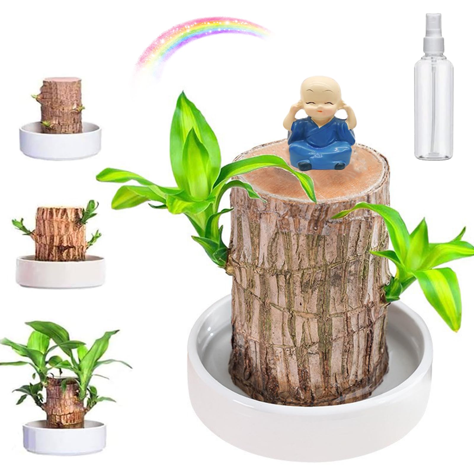 Brazilian Wood Plant - Lucky Brazil Wood Potted Plant, Brazilian Wood, Lucky Wood Plant,Brazil Lucky Wood Plant,Brazilian Wood Lucky Plants with Ceramic Tray for Desktop Decoration,Easy Grow/Care (B) (B0D78Y8H8V) Amazon Price History, Amazon Price Tracker