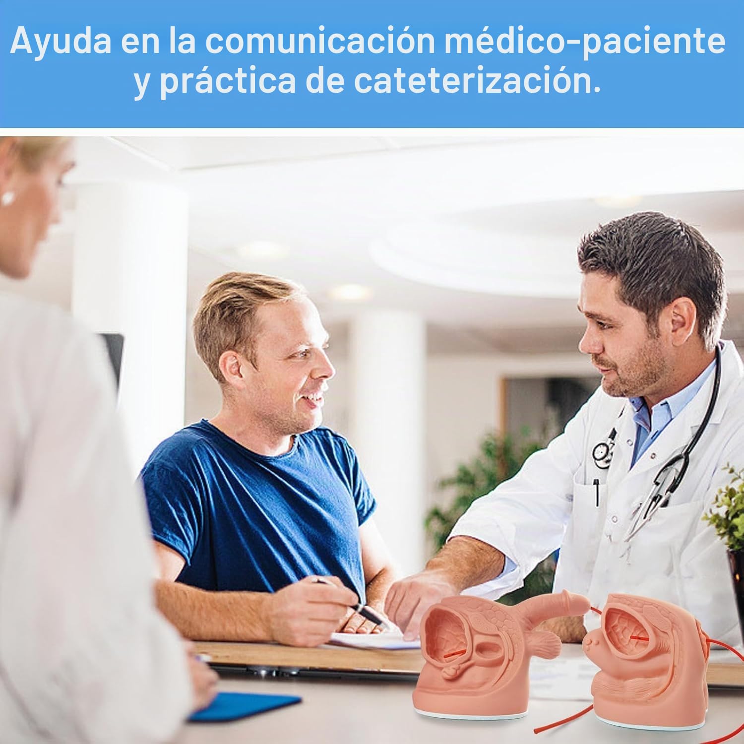Anatomía Masculina Femenina Modelos De Cateterismo 2 Pcs Modelos De Anatomía Genital Externa Interna para Enseñanza Clínica Educación Médica Formación Práctica