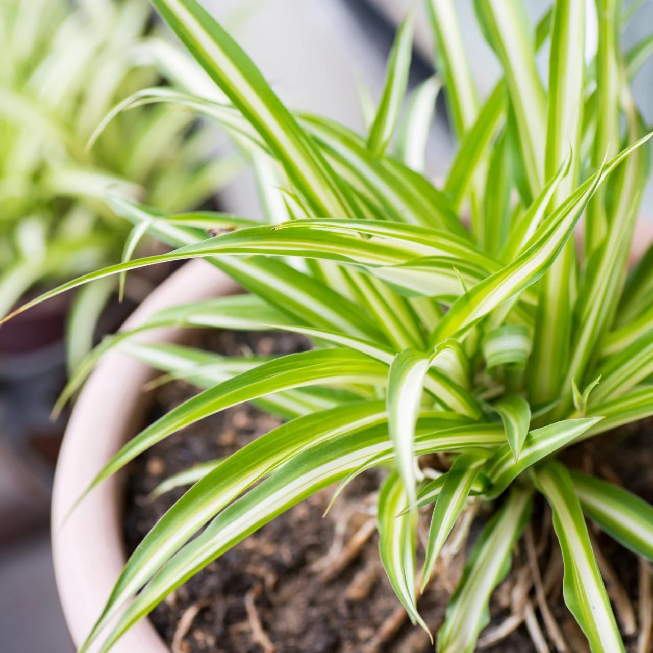 Spider Plant - Live Indoor Plant with Pot -5 Spider Plant - Live Indoor Plant with Pot -5