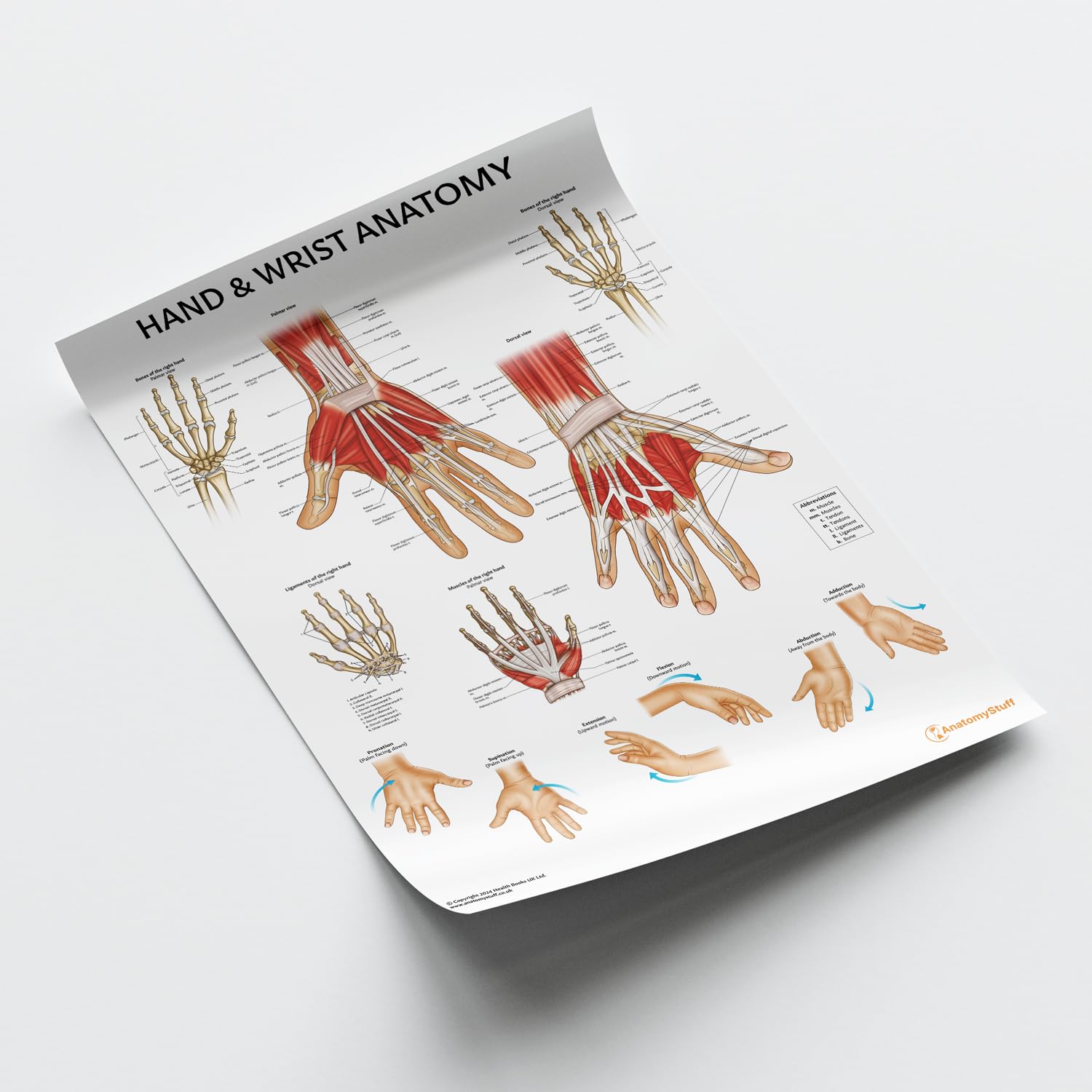 AnatomyStuff Poster zur Anatomie von Hand und Handgelenk, 45 x 60 cm, Physio-Anatomie, Diagramm der oberen Gliedmaßen, Gelenk-Anatomie-Poster