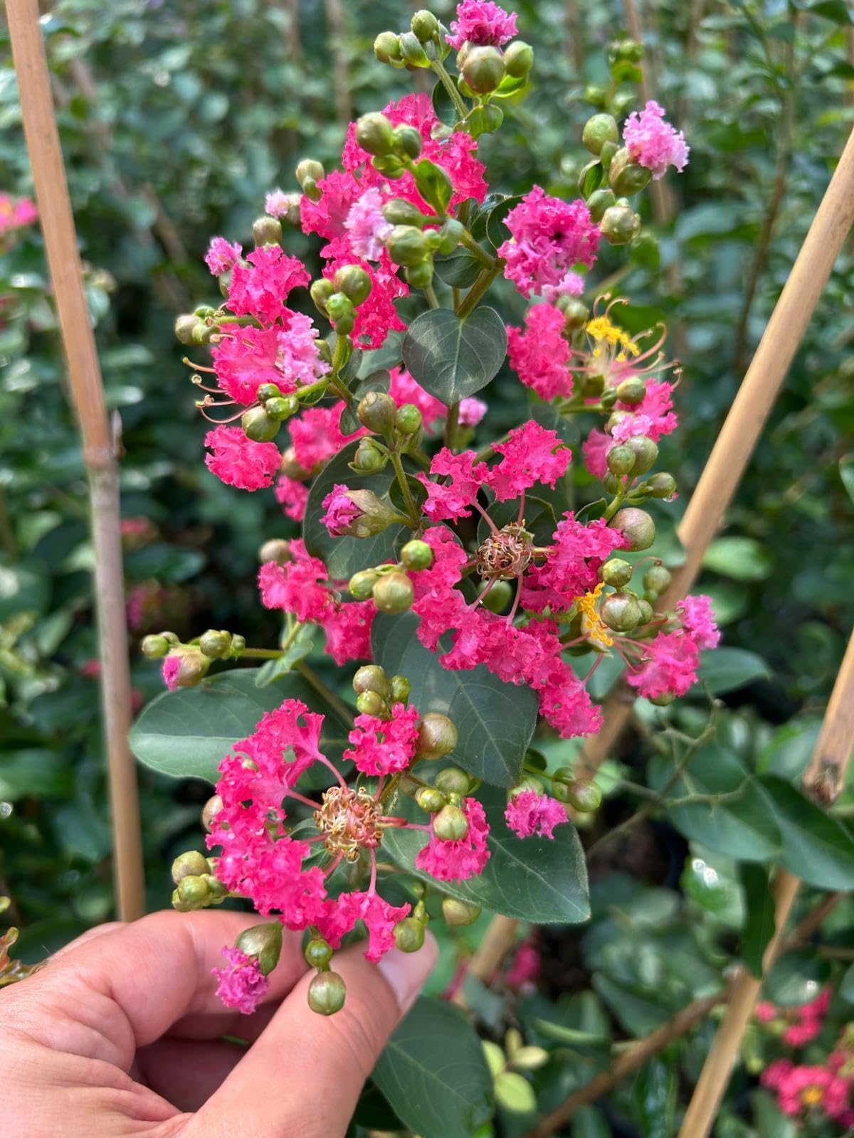 Lagerstroemia indica Fuxia pianta in vaso ø19 cm con canna h 100/120 cm Colori a scelta Vivaio di Castelletto