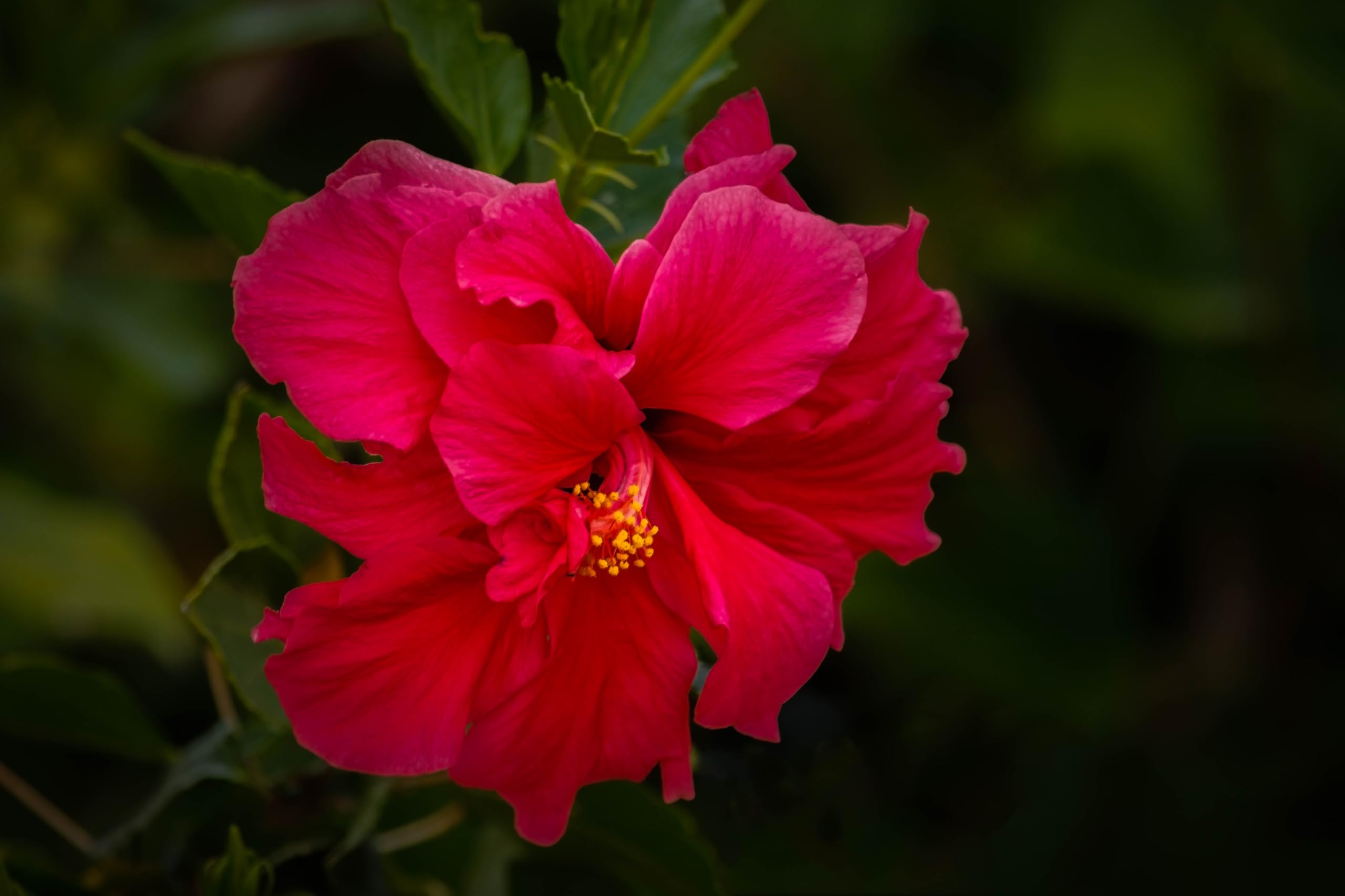 The Gifti ® Vibrant Red Hibiscus Double Petal (Lal Jaba or Rosemallow Gudhal) - Exquisite Flowering Plant for Your Home Balcony Outdoor Garden - Healthy Live 1 Plant