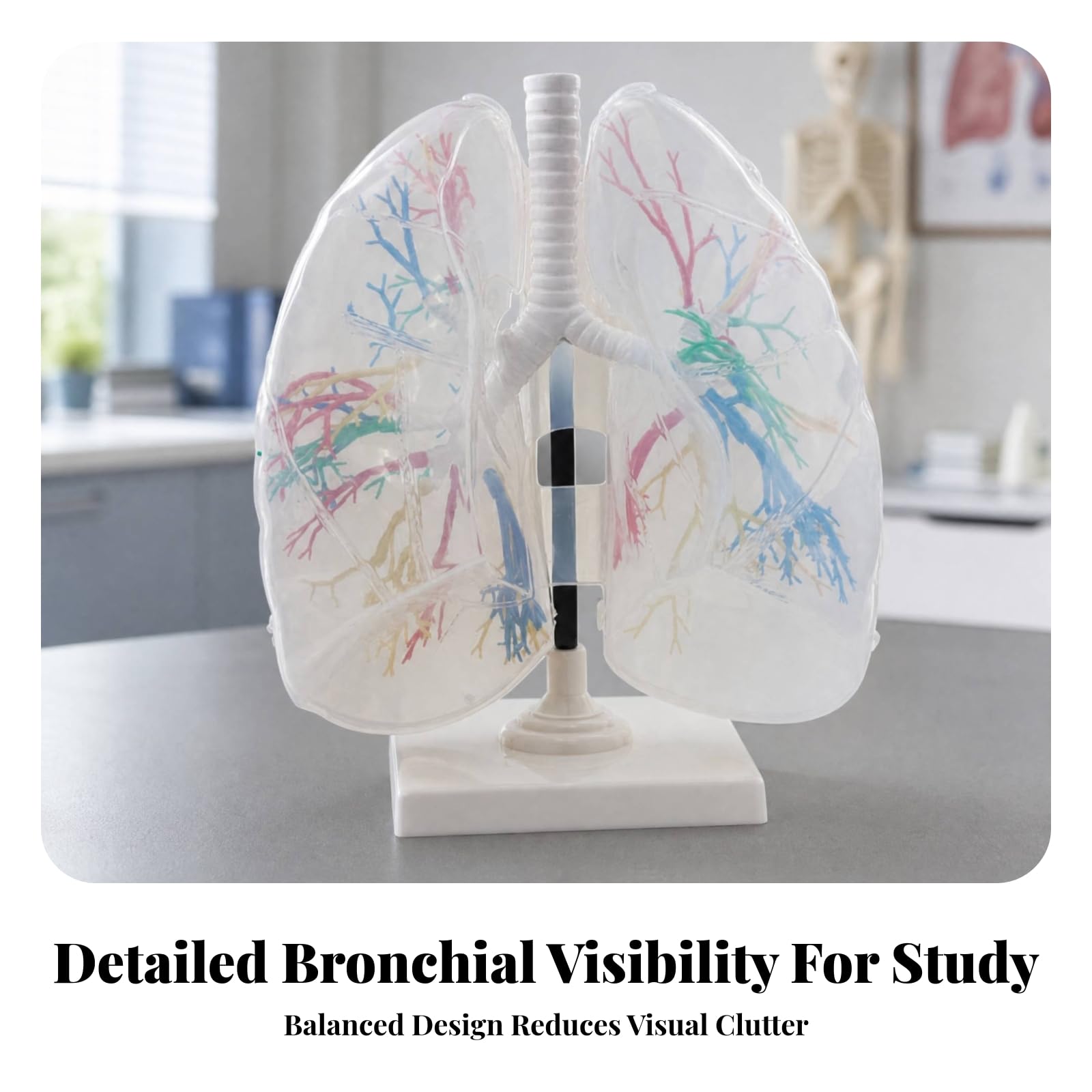 Atemsystemmodell mit Ständer Lehrreich Bronchienmodell mit Lunge Lungenanatomiemodell für Biologielehrer, Schüler, Studienplatz, Transparente Lunge 1