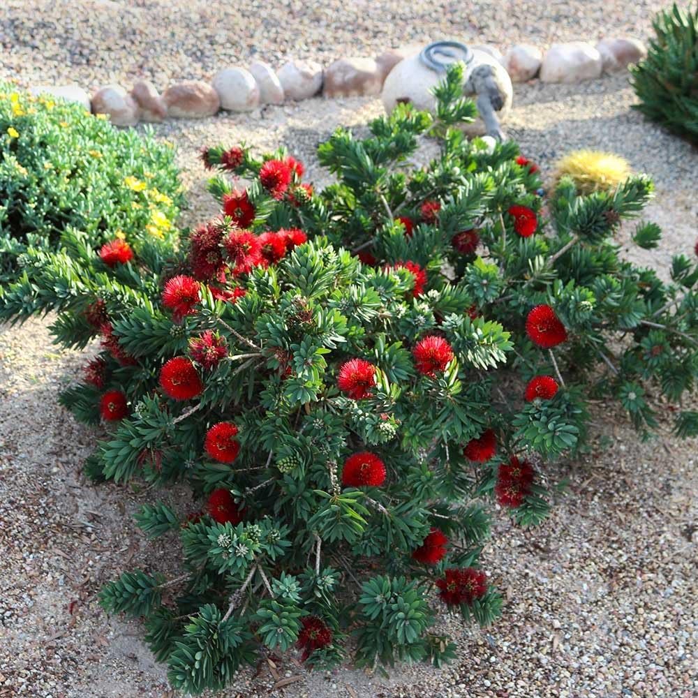 Bottlebrush Red Cluster 3-Pack