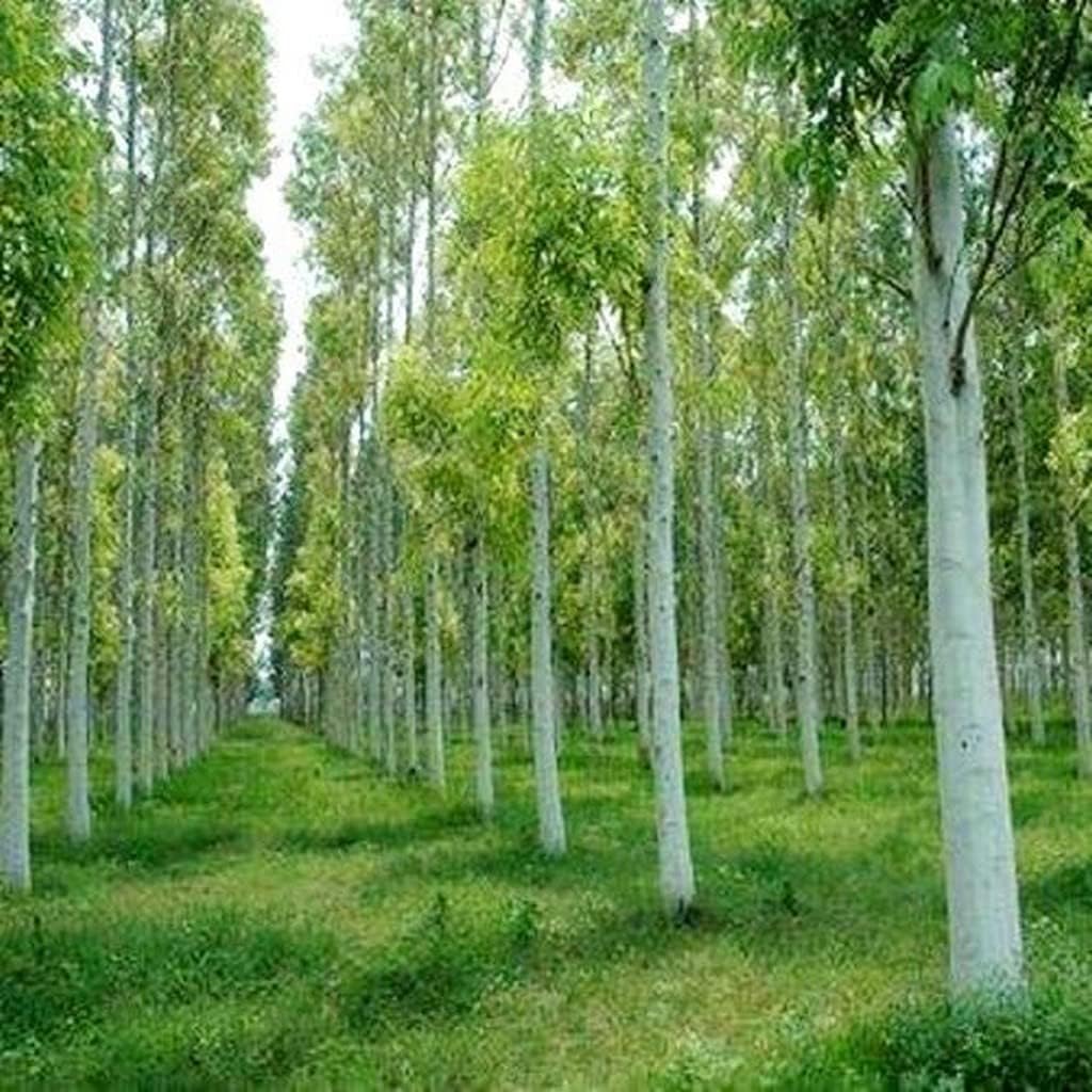 OhhSome Plants Eucalyptus Tree Plant, Nilgiri Tree- Garden Live Nursery Indoor Outdoor Living Herbal For Kitchen (Healthy Plant)