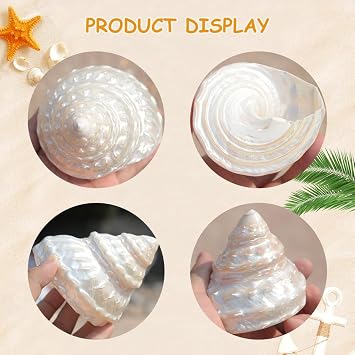 Sea Shells for Crafting, Conch 7-11cm, Wedding Beach Decor