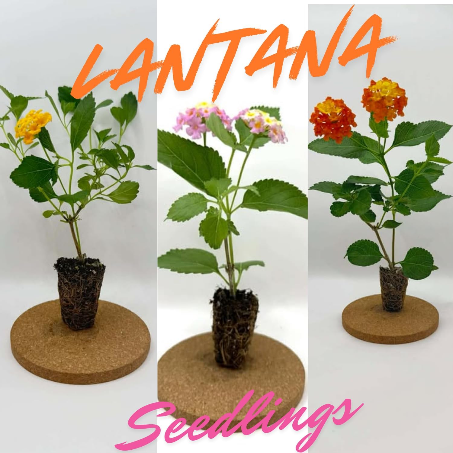 2 Lantana Plants Live for Planting Outdoor, 5-9" Lantana Trees Live Plants for Trailing, Fences Perennial Growing (Orange)