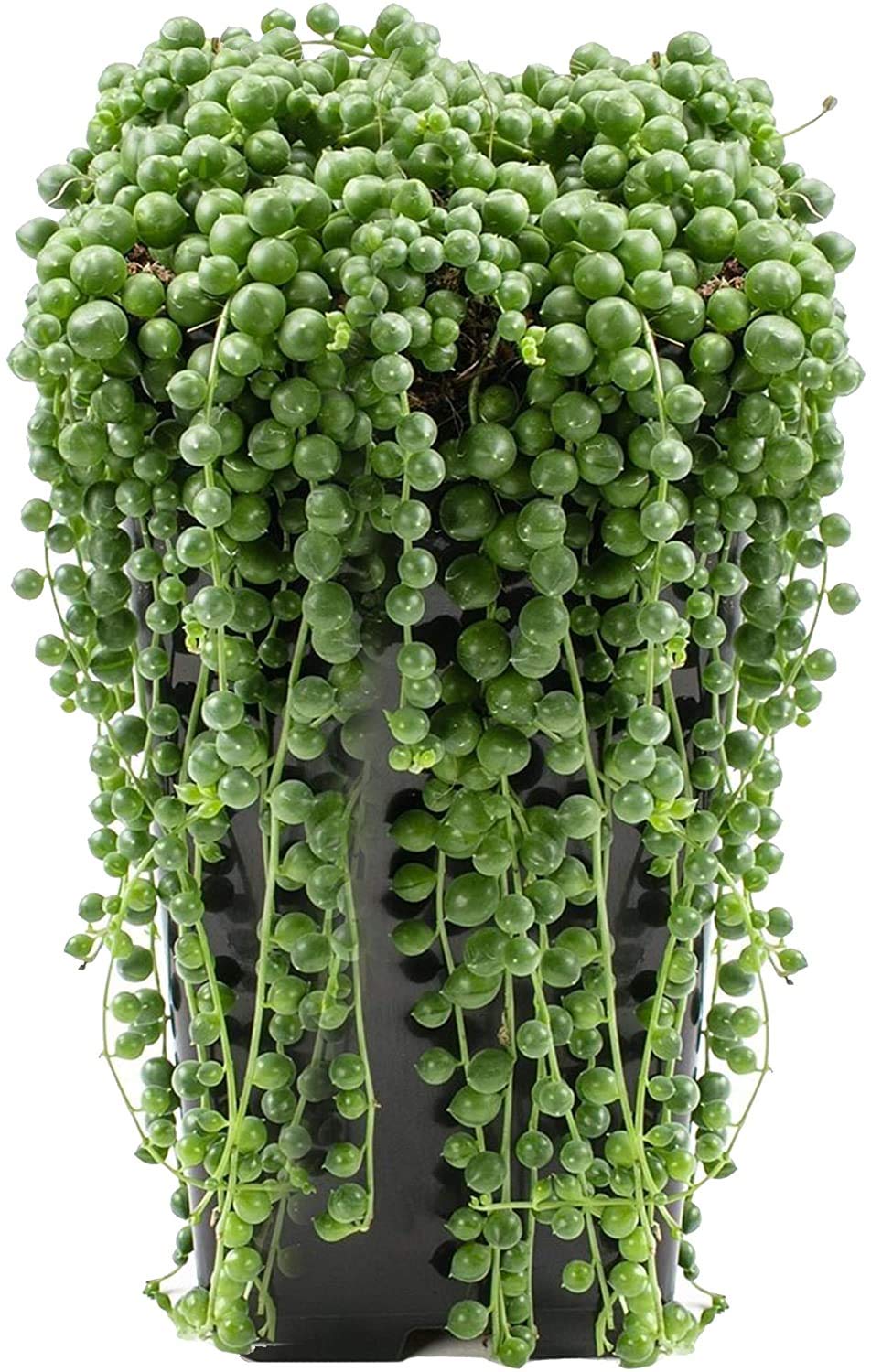 Bryncir Garden Centre Senecio Rowleyanus String of Pearls Succulent for Home Office (20-30cm in Pot)