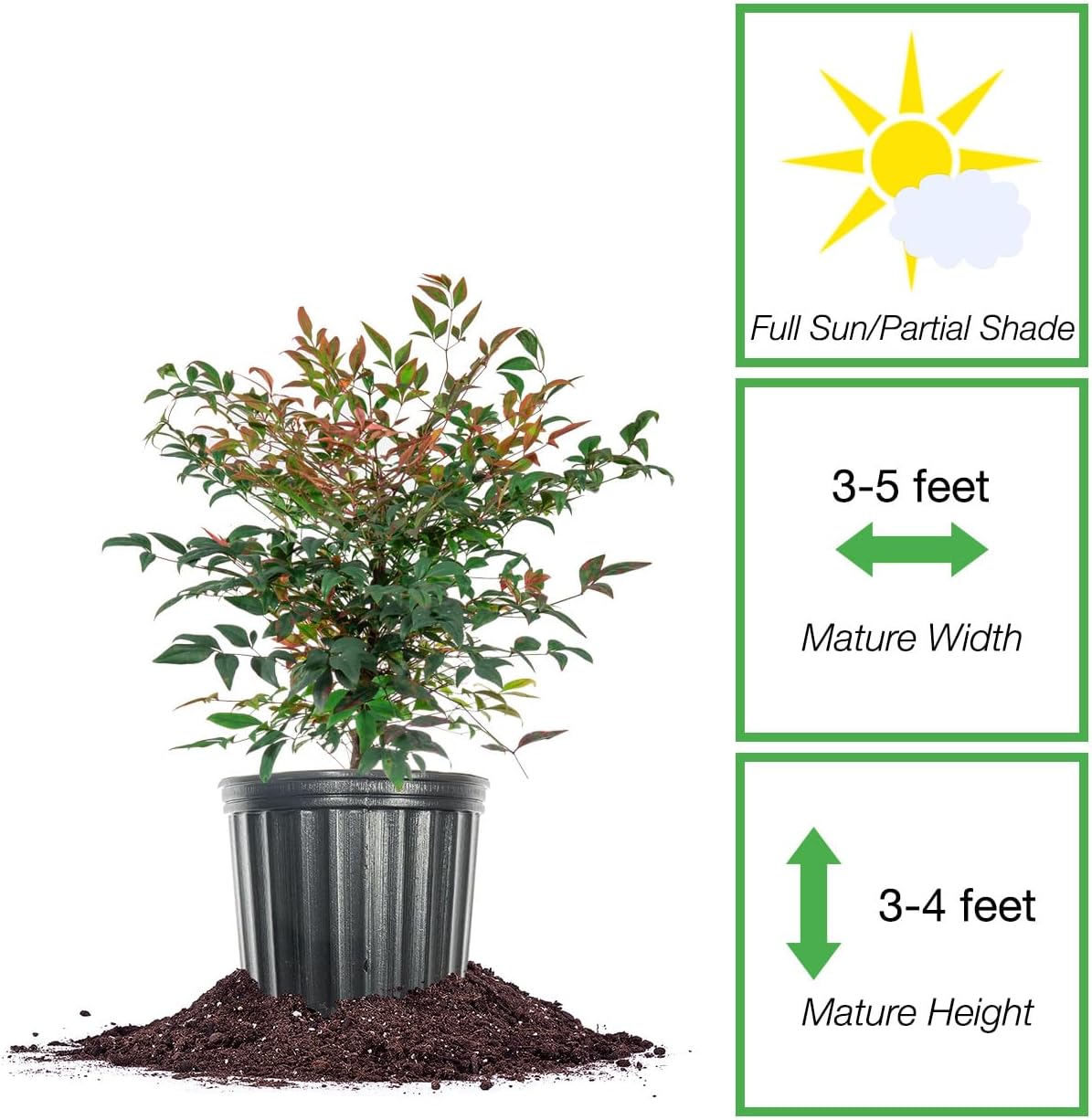 PERFECT PLANTS Gulfstream Nandina 3 Gal. Pot | Heavenly Bamboo | Low Maintenance | Vibrant Color Changing Foliage