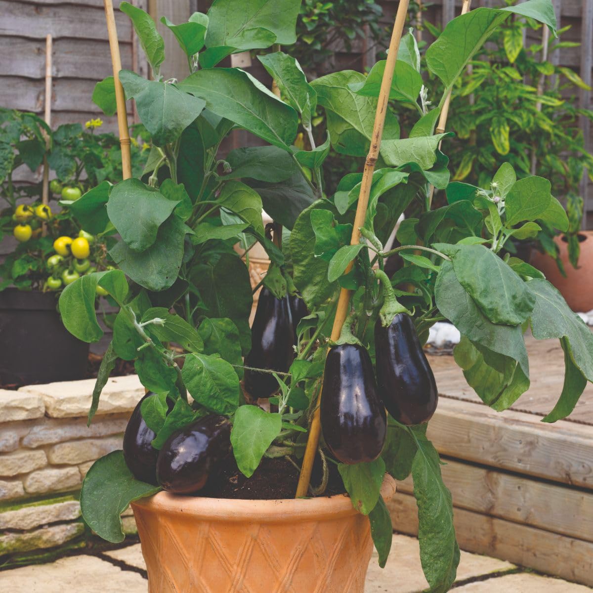 Aubergine Grafted Veg Plants 'Scorpio' Solanum Melongena Egg Plant Half-Hardy Annual Easy to Grow Your Own Garden Vegetables Supplied as x1 9cm Potted Plant by Thompson and Morgan (1) - Image 2