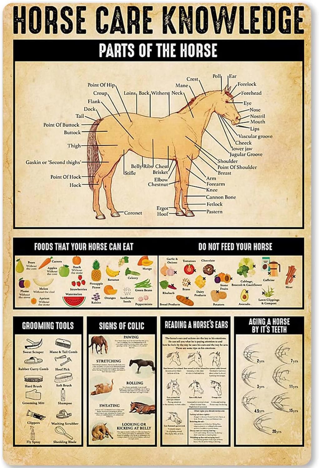 Horse Care Knowledge Metal Tin Signage Parts of The Horse Infographic Horse FeedPoster for Farm Home Kitchen Home Decoration Plaque 12x16inch