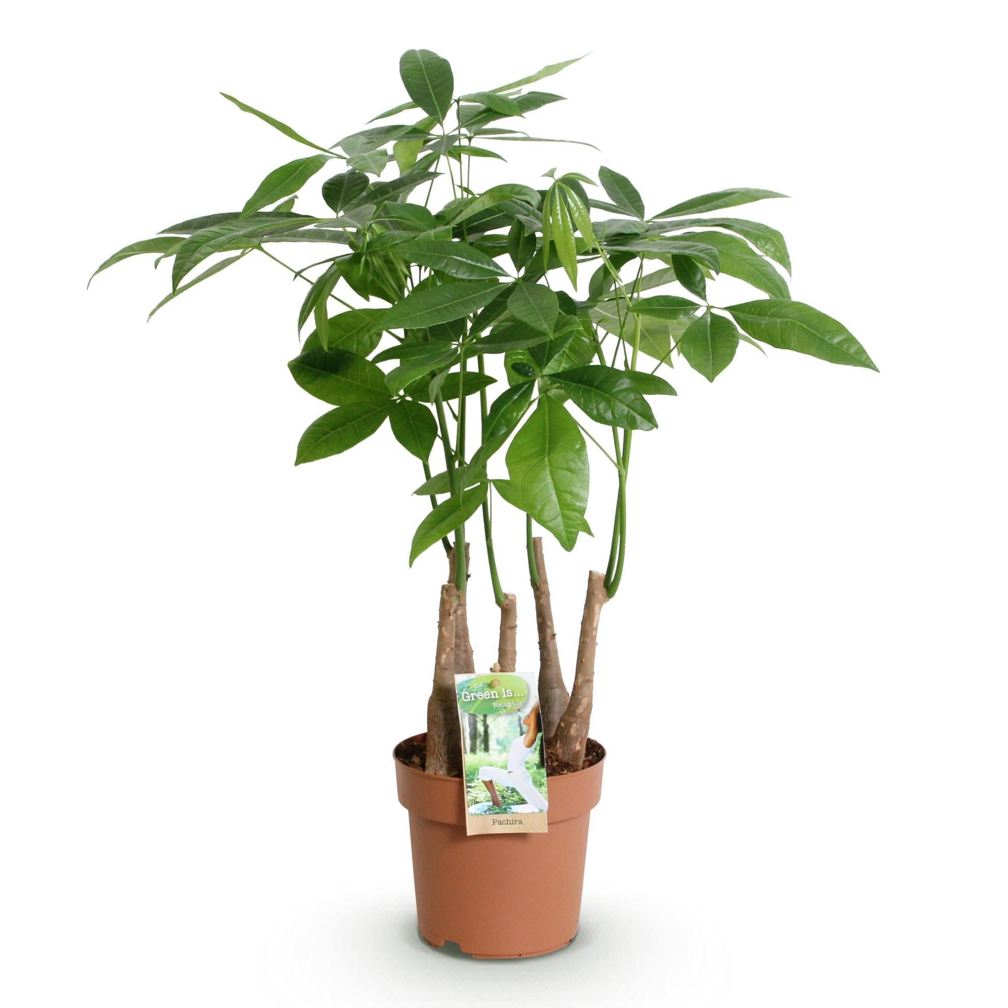 Pachira Aquatica Mehrstamm – 50-55cm – 17cm – Pflegeleichter Geldbaum – Grüne Zimmerpflanze für Wohnzimmer, Büro & Schlafzimmer