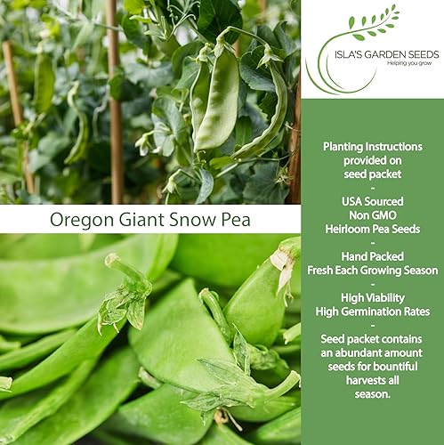 Miniatura 2 de Semillas de guisantes de nieve gigantes de Oregon para plantar, más de 25 semillas de reliquia por paquete, semillas de jardín de Isla (semillas de