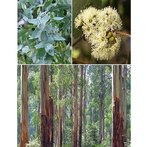 Australian Mountain Ash Eucalyptus Regnans 100+ Seeds Cover